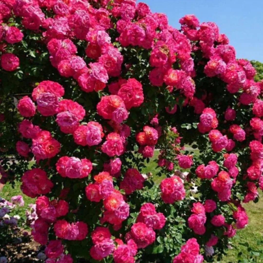EverBloom Rose Seeds – Grows Anywhere, Anytime